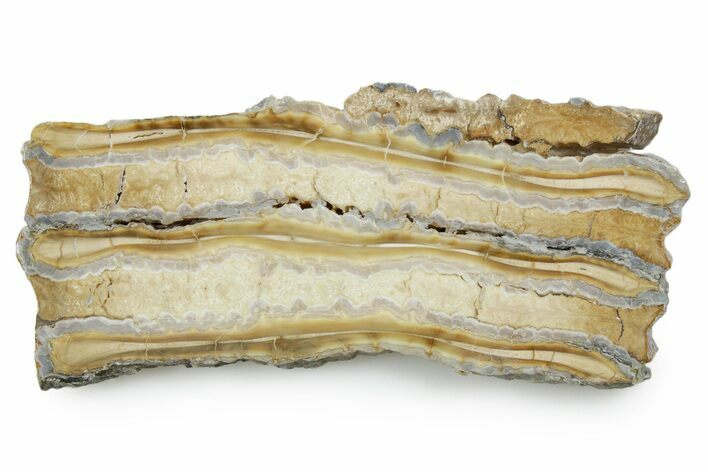 Polished Mammoth Molar Slice - South Carolina #353545